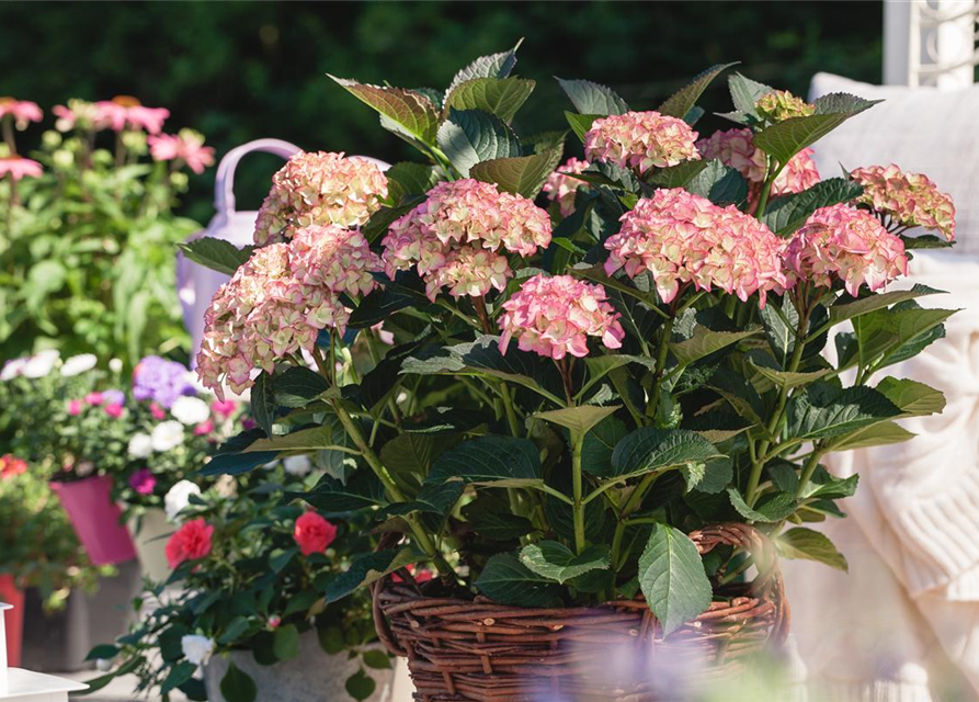 GartenHortensie, Hydrangea macrophylla