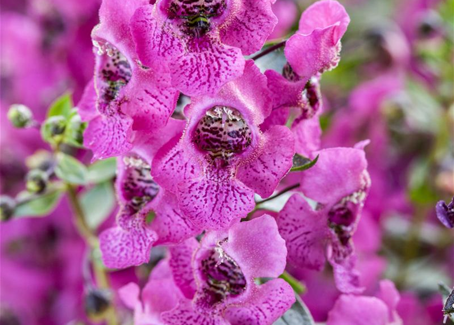 Engelsgesicht, Angelonia