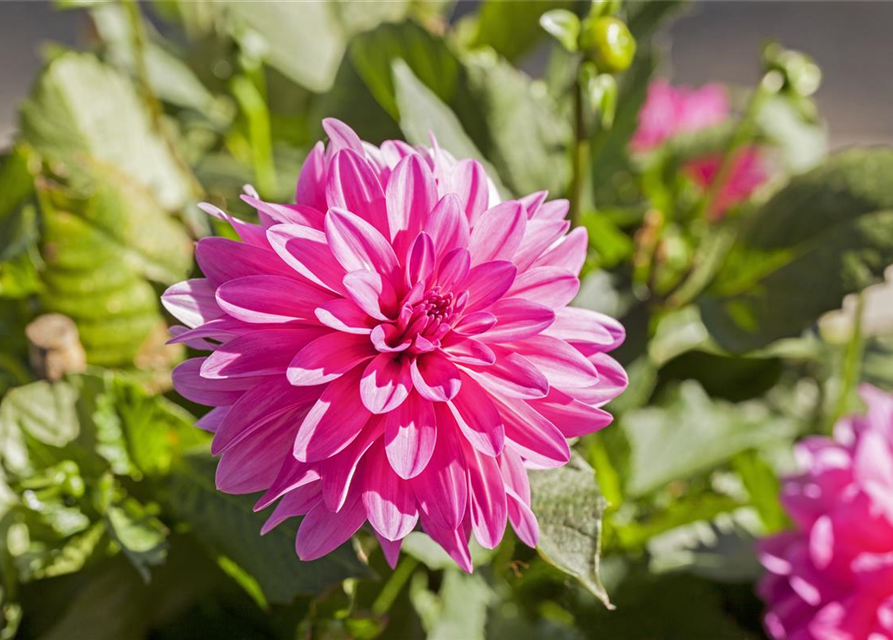 Dahlie XXL, Dahlia hybrida