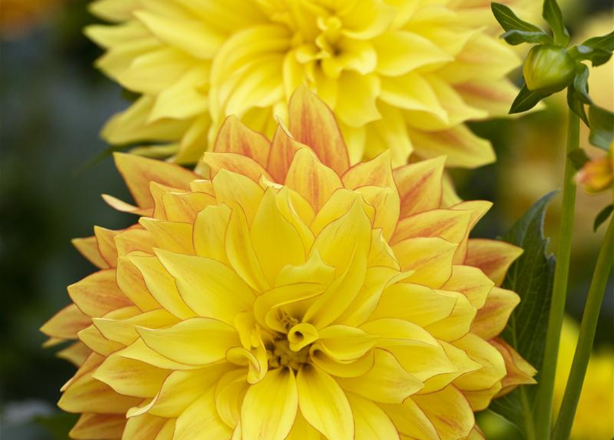 Dahlie XXL, Dahlia hybrida