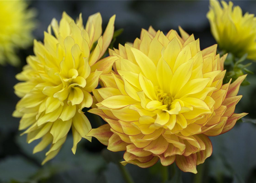 Dahlie XXL, Dahlia hybrida