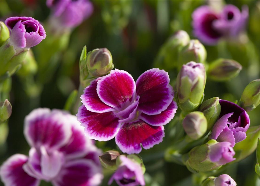Dianthus 'Pink Kisses'®, PrinzessNelke Pink Kisses