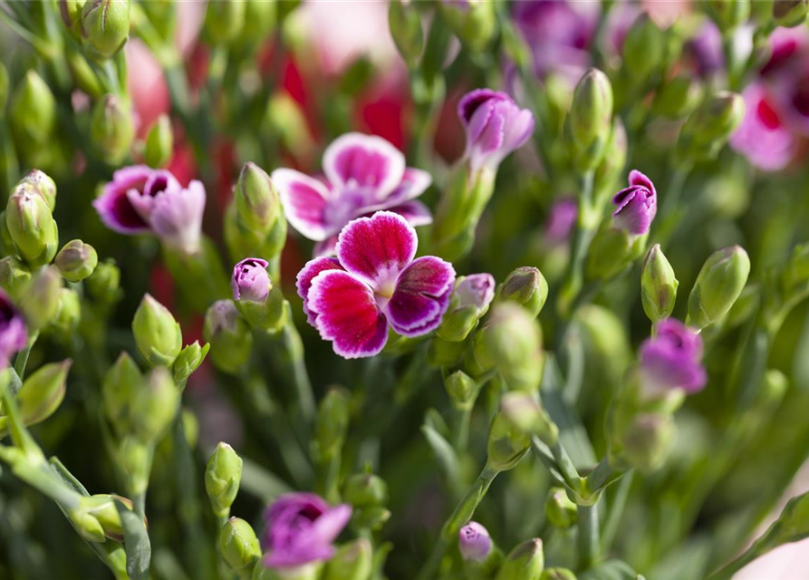 Dianthus 'Pink Kisses'®, PrinzessNelke Pink Kisses