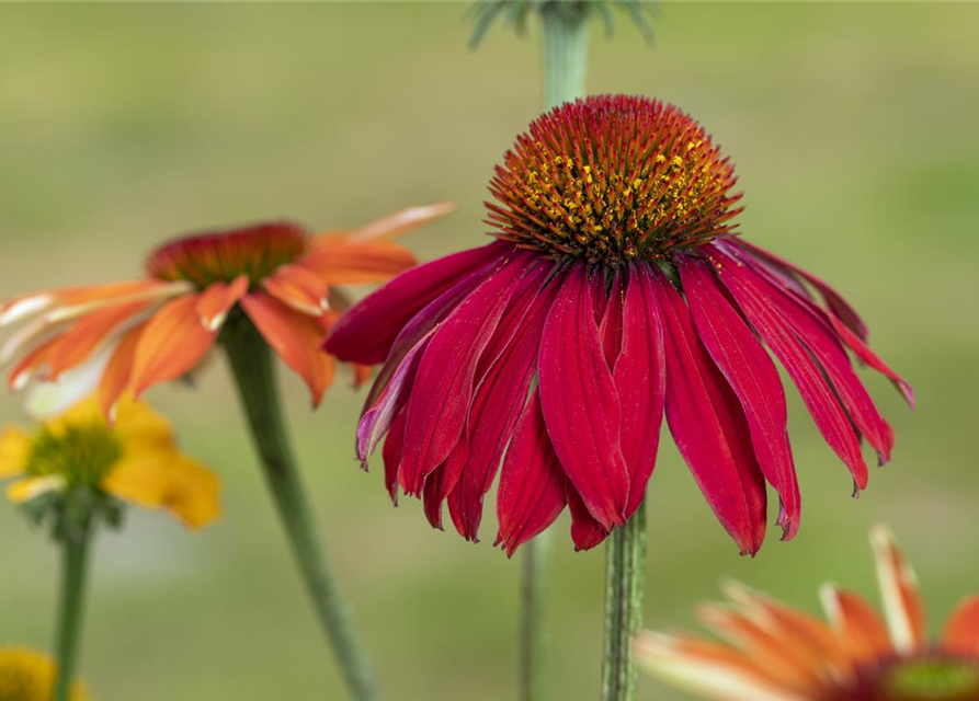 Purpursonnenhut, Echinacea purpurea im Kübel XL