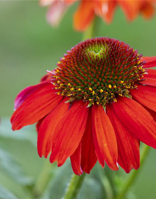 Purpursonnenhut, Echinacea purpurea im Kübel XL