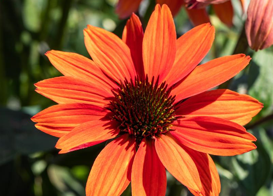 Purpursonnenhut, Echinacea purpurea im Kübel XL