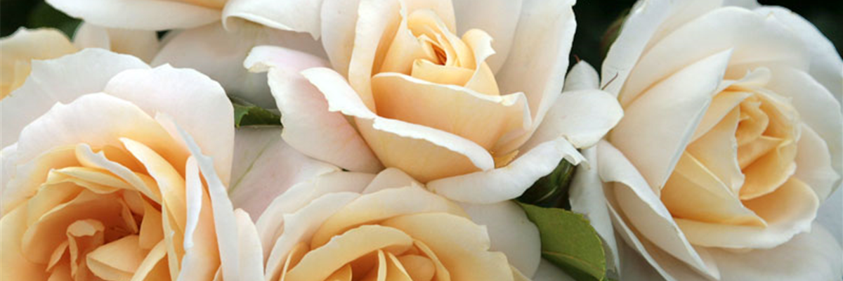 ROSEN FüR DEN KüBEL