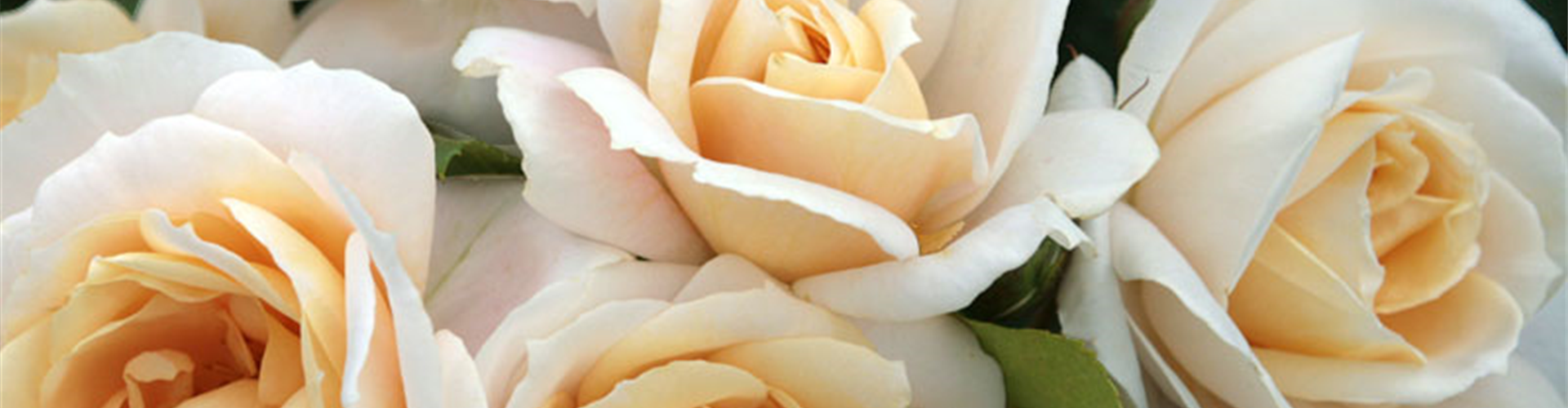 ROSEN FüR DEN KüBEL