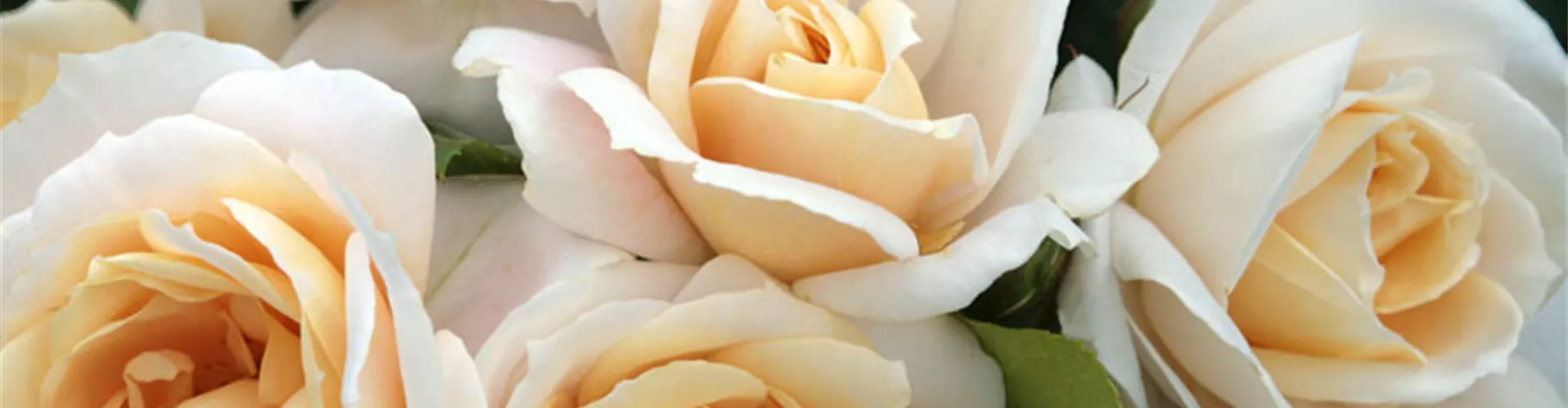 ROSEN FüR DEN KüBEL