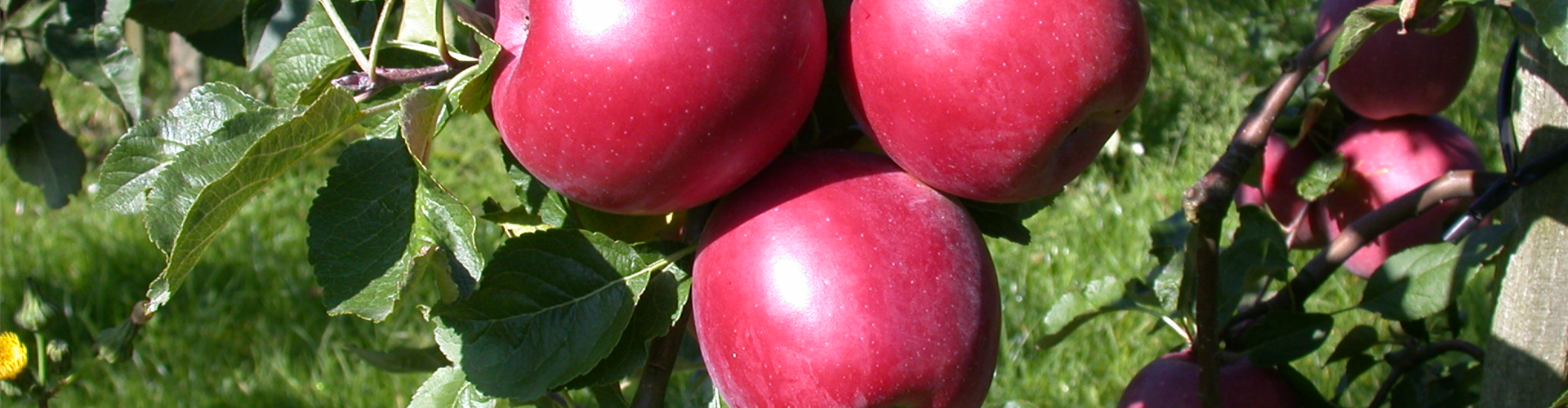 Malus domestica 'Enterprise'®