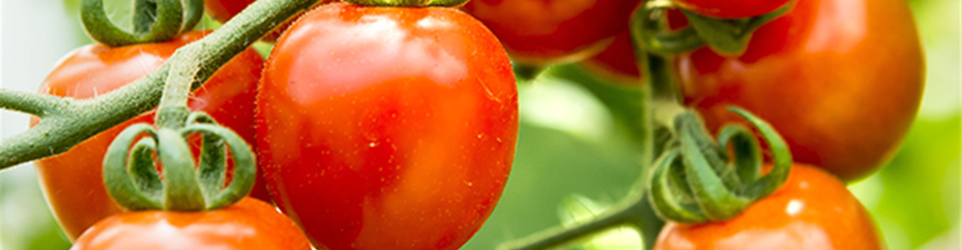 WIE GEHT... TOMATEN PFLEGEN?