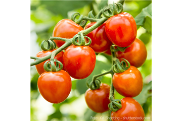 WIE GEHT... TOMATEN PFLEGEN?