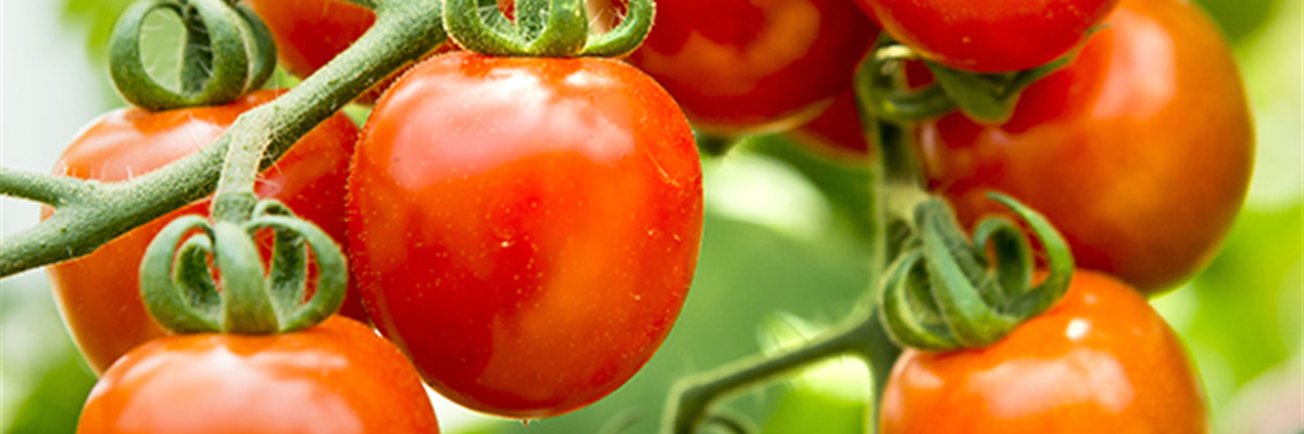 WIE GEHT... TOMATEN PFLEGEN?