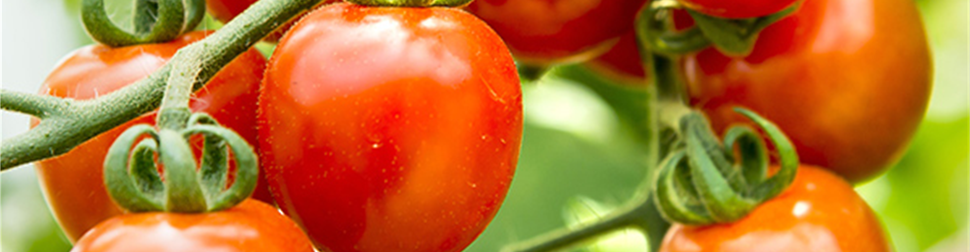 WIE GEHT... TOMATEN PFLEGEN?