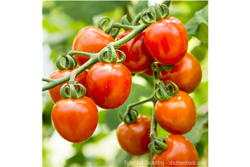 WIE GEHT... TOMATEN PFLEGEN?