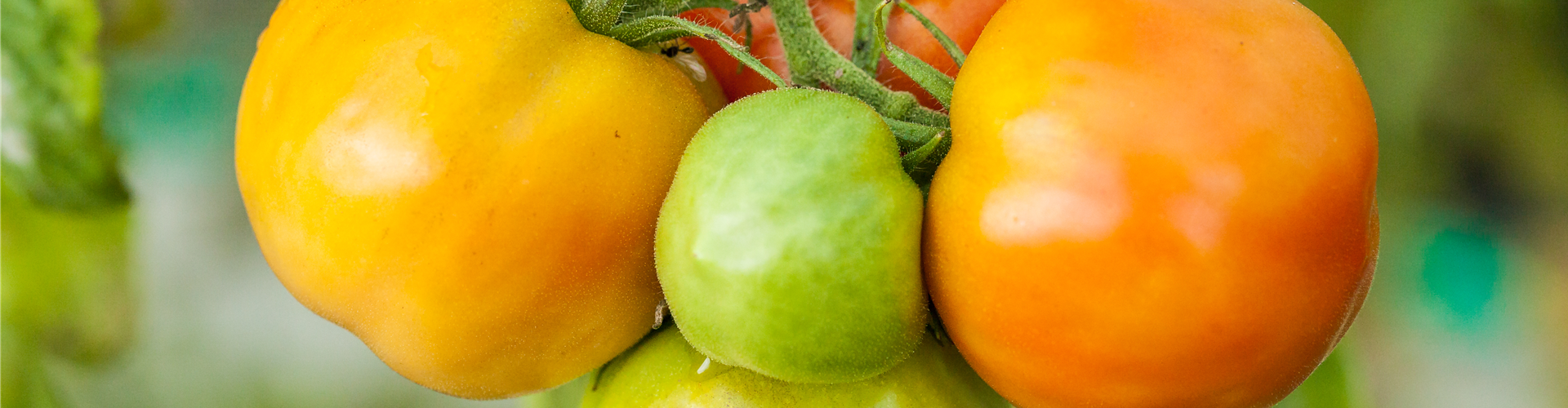 Solanum lycopersicum 'Marmande'
