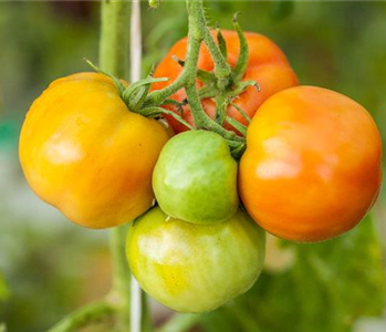 WIE GEHT... OMA'S SUPERFOOD?