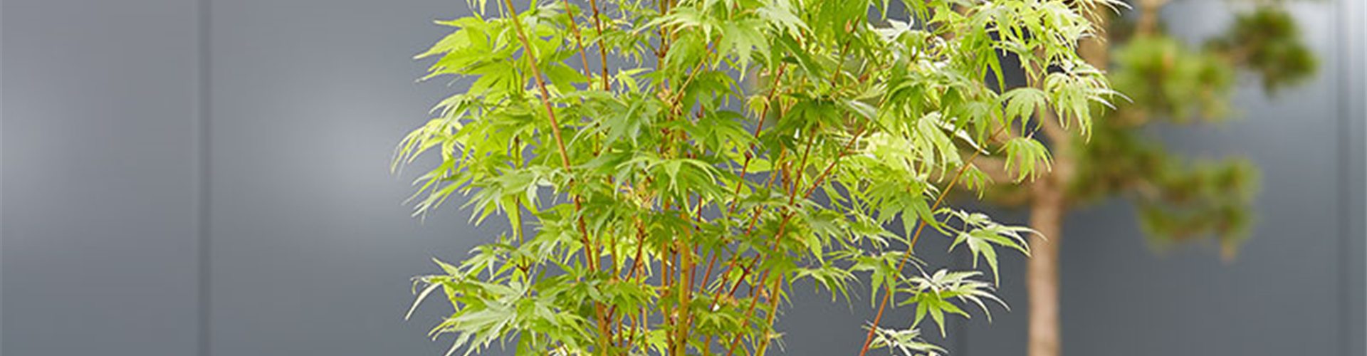 FERNöSTLICHES FLAIR!