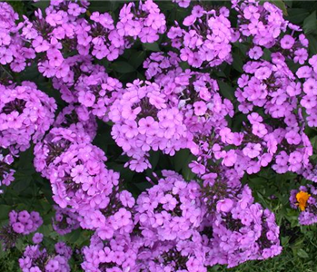 POLSTERPHLOX