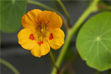 ESSBARE BLüTEN! ESSBARE BLüTEN!