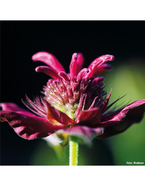 Goldmelisse / Indianernessel