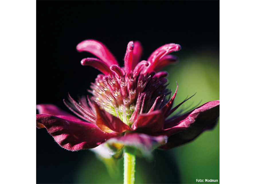 Goldmelisse / Indianernessel