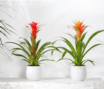 TROPENZAUBER BROMELIEN