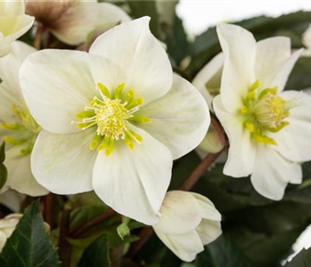 WEISSE WINTER-SCHöNHEITEN