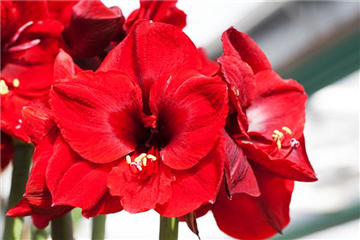 AMARYLLIS AMARYLLIS
