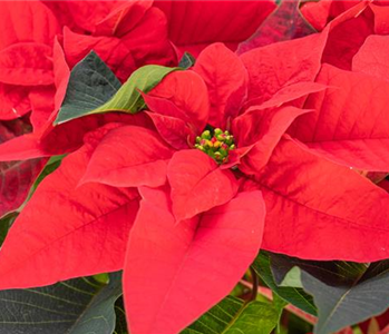 ZAUBERHAFTE WEIHNACHTSSTERNE!