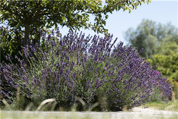 LAVENDELDUFT LIEGT IN DER LUFT... LAVENDELDUFT LIEGT IN DER LUFT...