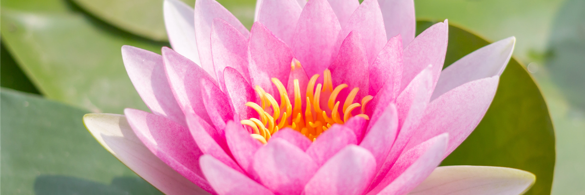 WASSERGARTEN! WASSERGARTEN!