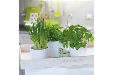 WIE GEHT... KüCHENKRäUTER