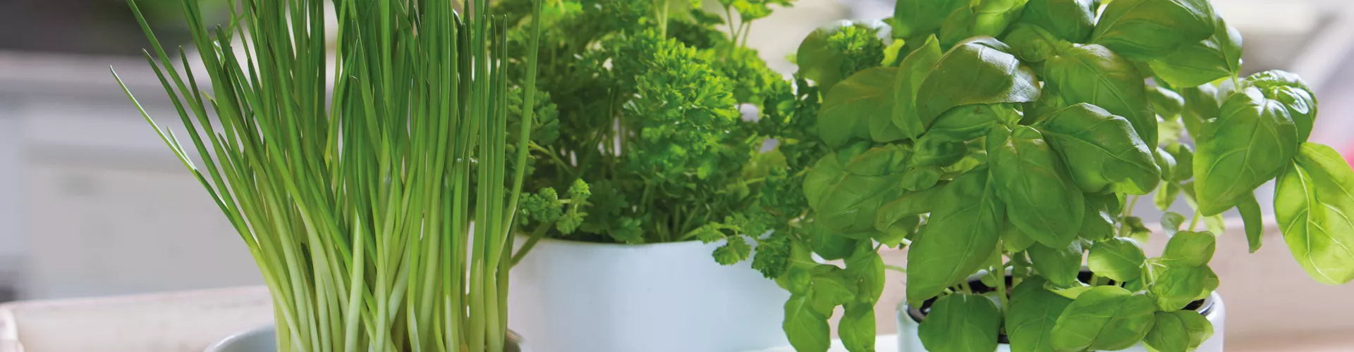 WIE GEHT... KüCHENKRäUTER