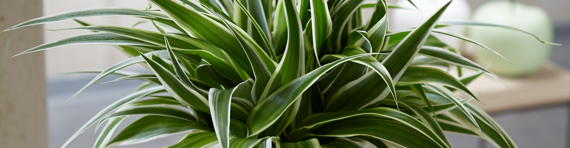 WIE GEHT... LUFTVERBESSERUNG?