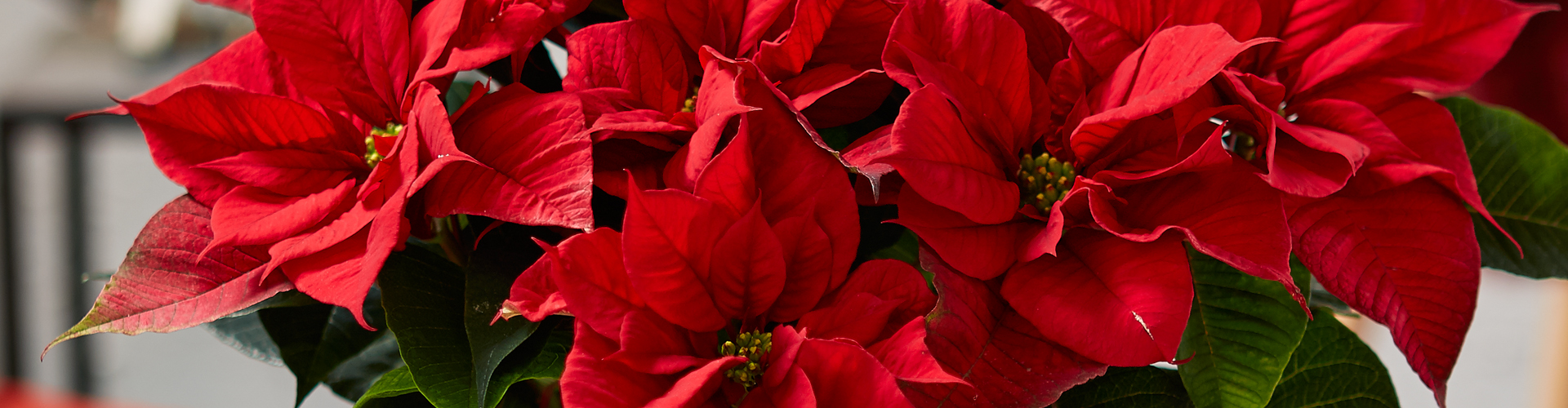 WIE GEHT... WEIHNACHTSSTERN PFLEGEN?