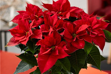 WIE GEHT... WEIHNACHTSSTERN PFLEGEN?