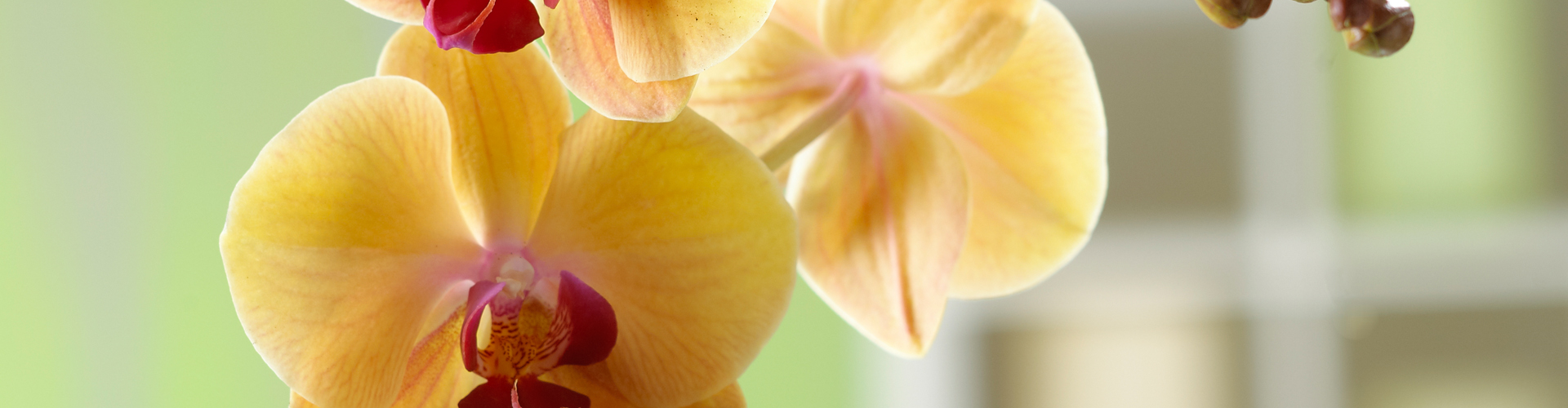 WIE GEHT... MALAYENBLUME PFLEGEN?