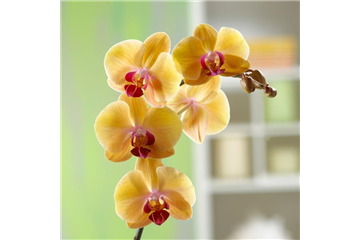 WIE GEHT... MALAYENBLUME PFLEGEN?