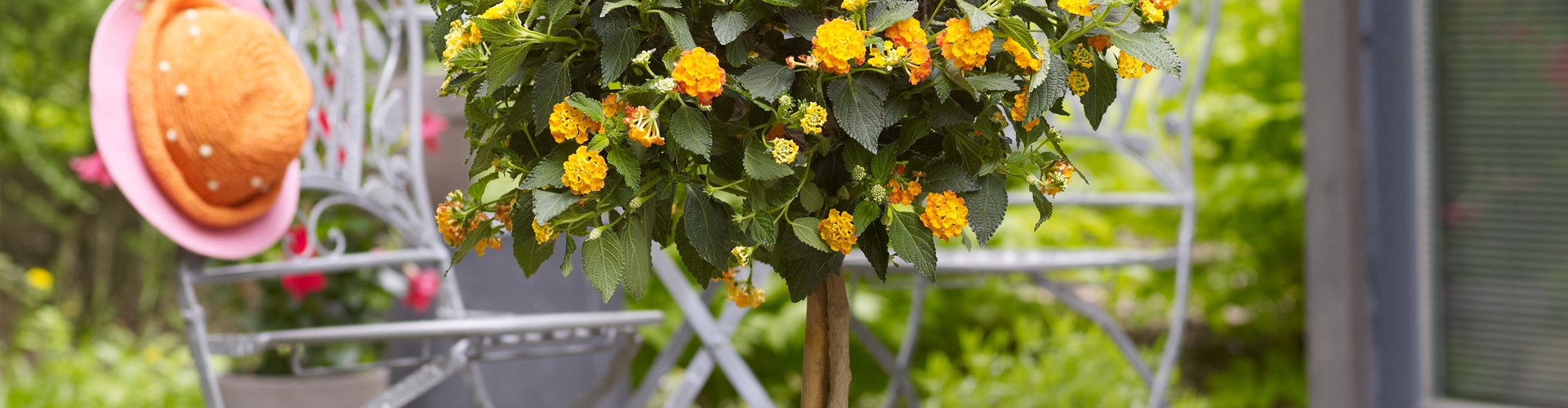 WIE GEHT... KüBEL BEPFLANZEN?