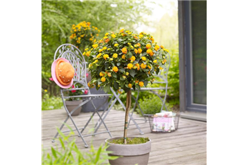 WIE GEHT... KüBEL BEPFLANZEN?