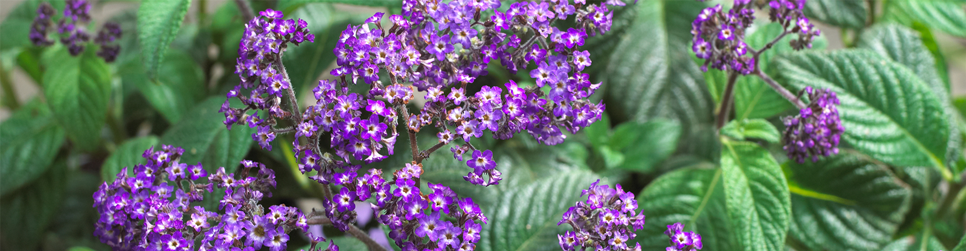 VANILLEBLUME