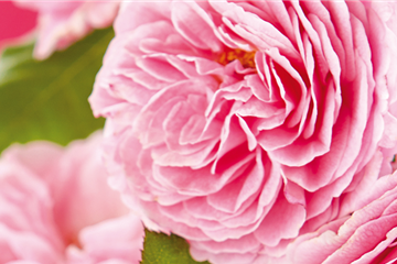 LIEBE LIEGT IN DER LUFT