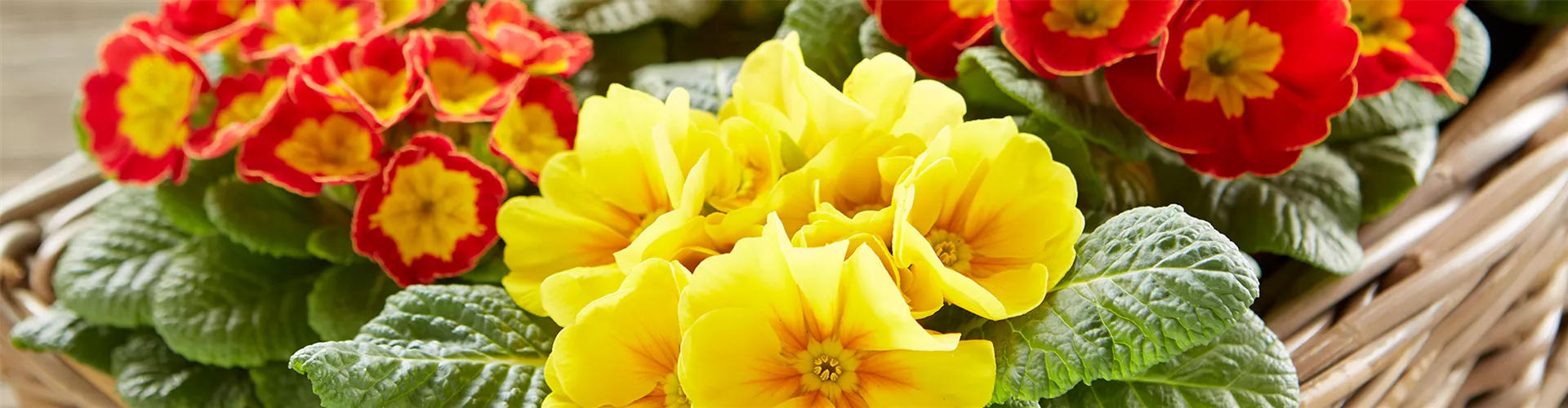 JECKE PFLANZEN UND DEKO