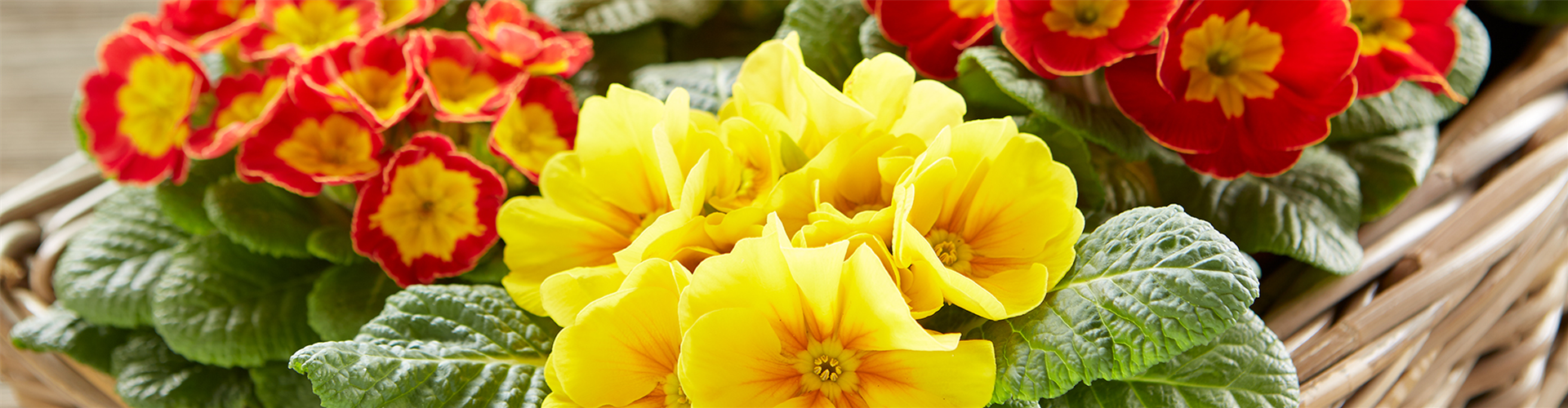 JECKE PFLANZEN UND DEKO