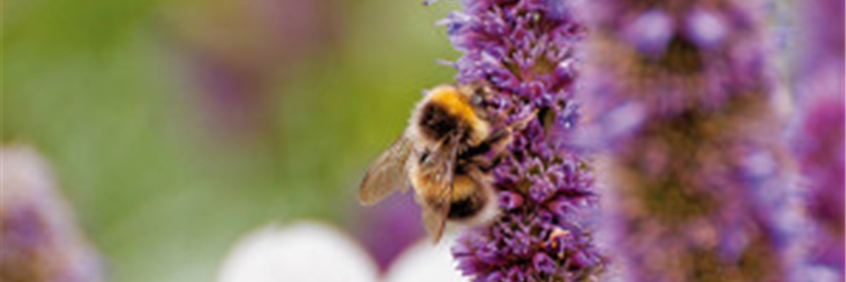 DAS GROSSE KRABBELN! 