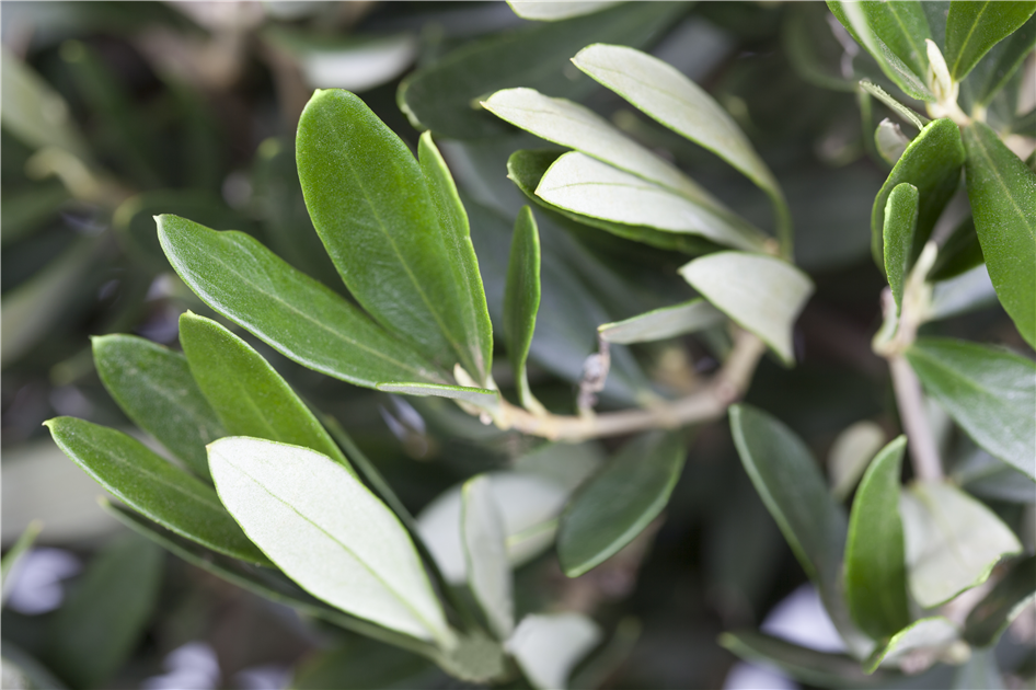 stechpalme rund Ilex crenata