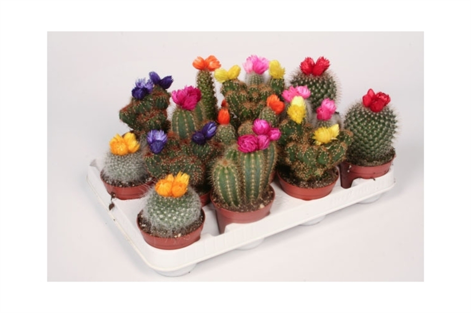 Kaktus mit Strohblume
