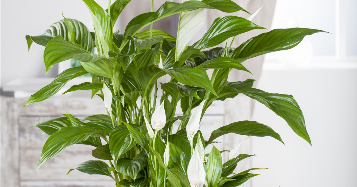 Spathiphyllum, Einblatt