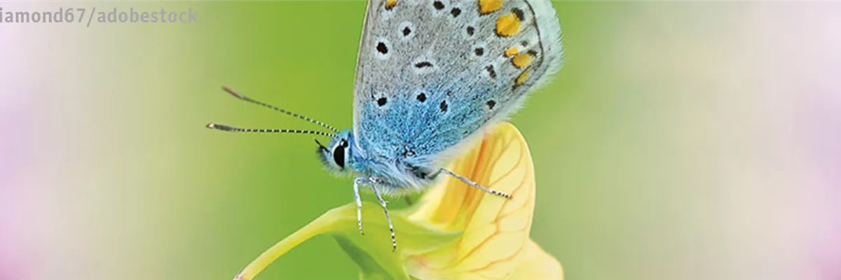 ALLES BIO, ODER WAS? 